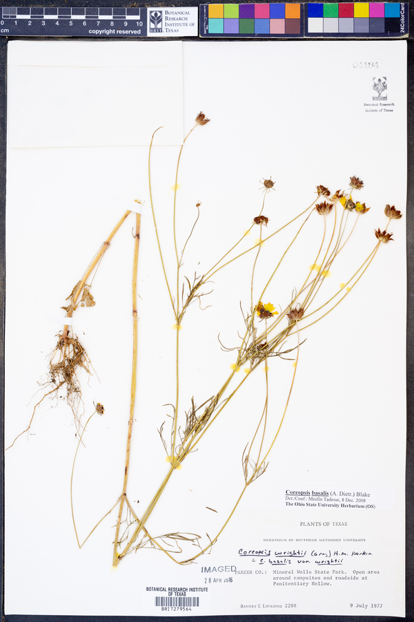 Coreopsis basalis image