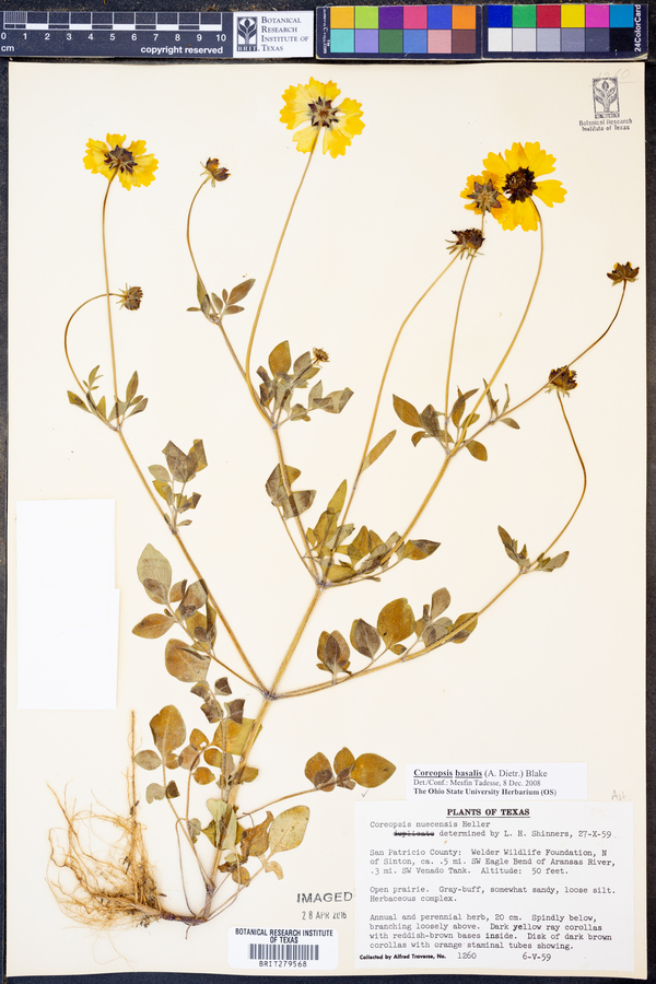 Coreopsis basalis image