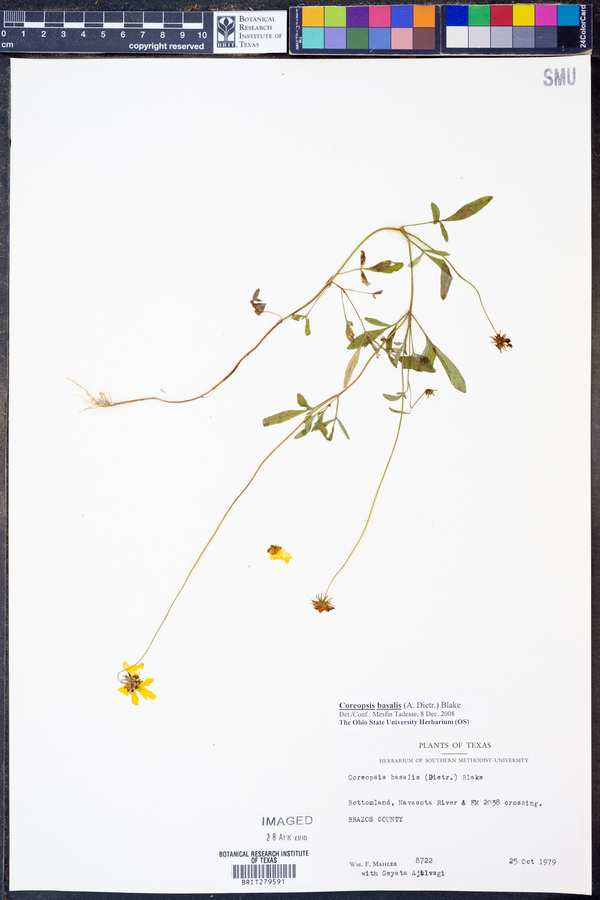 Coreopsis basalis image