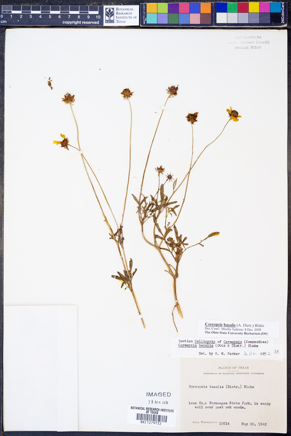 Coreopsis basalis image
