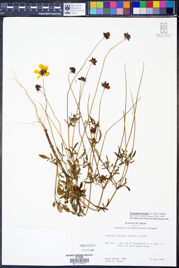 Coreopsis basalis image
