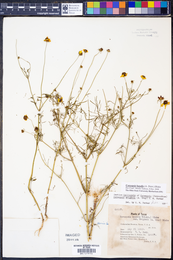 Coreopsis basalis image