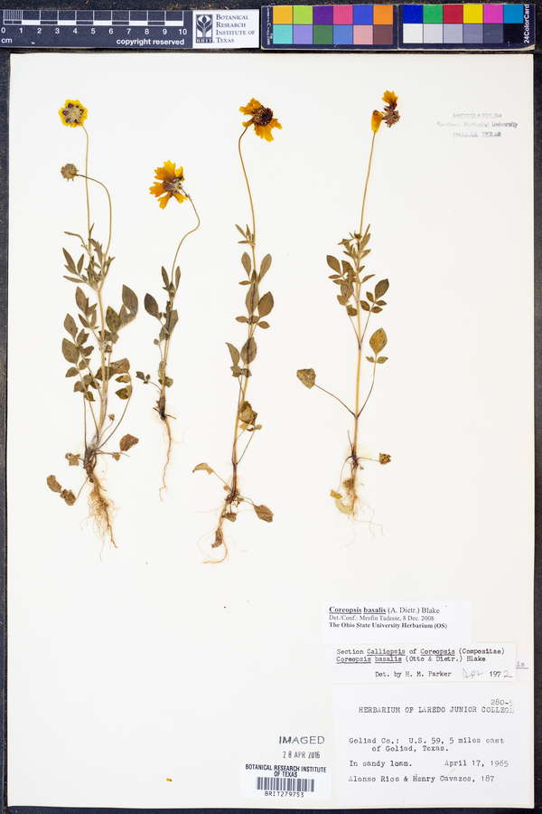 Coreopsis basalis image