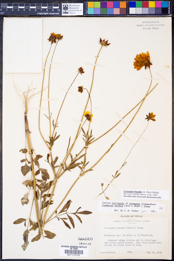 Coreopsis basalis image