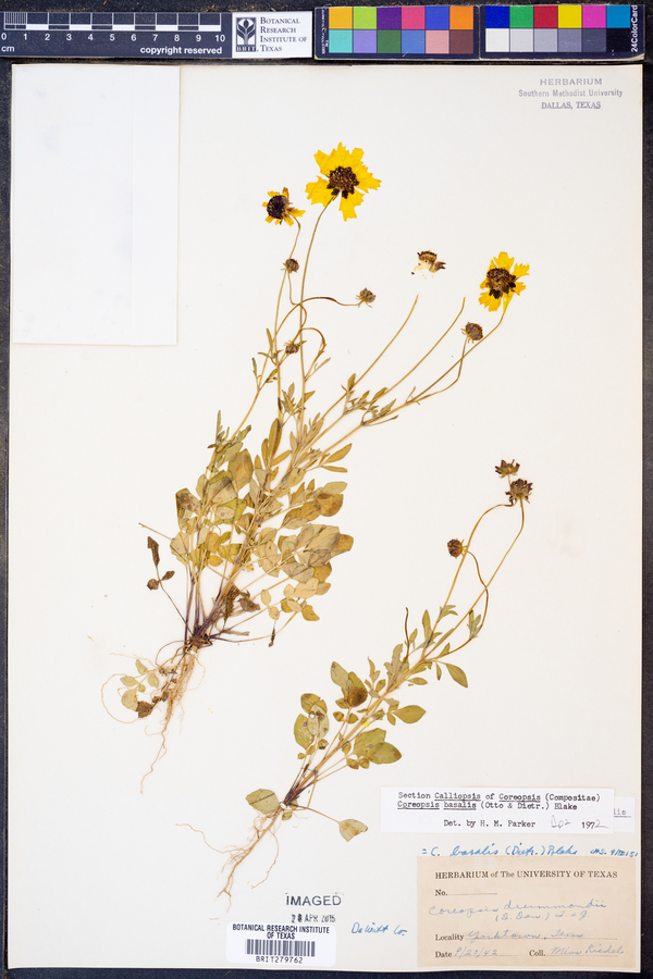 Coreopsis basalis image