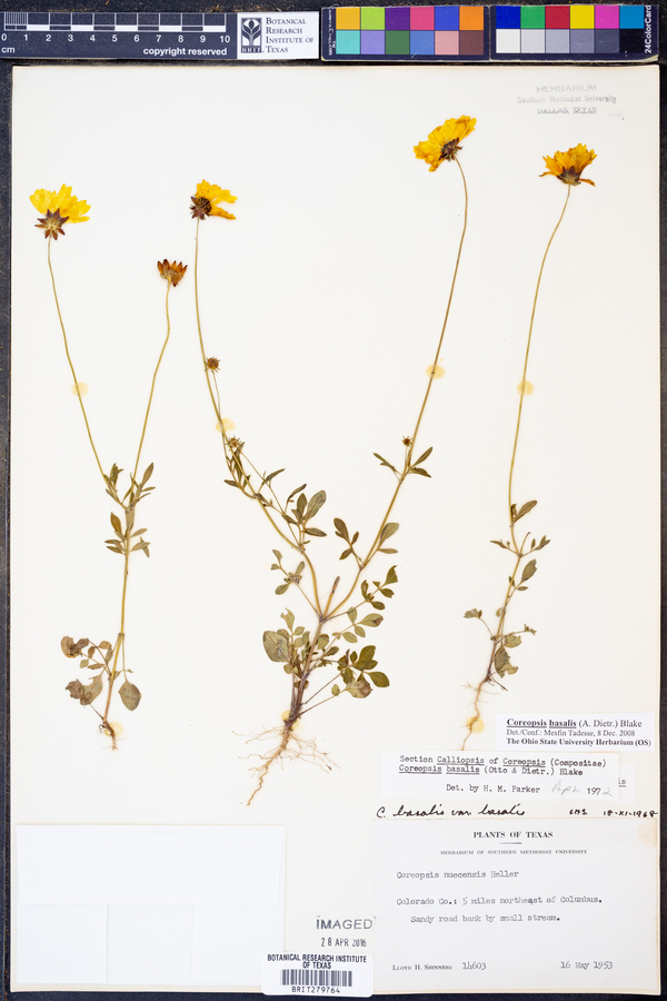 Coreopsis basalis image