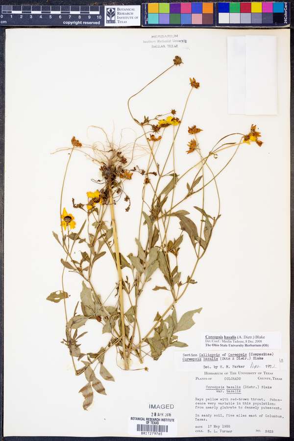 Coreopsis basalis image