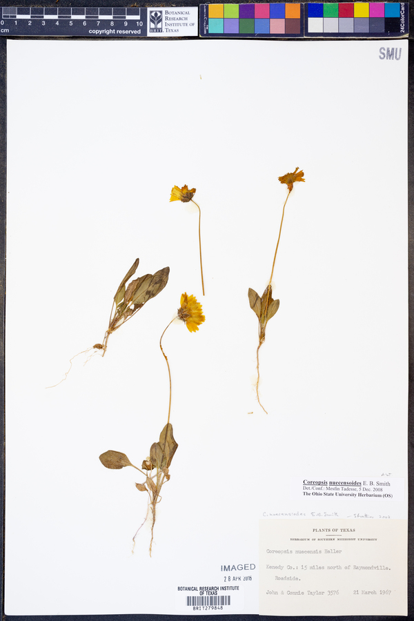 Coreopsis nuecensoides image