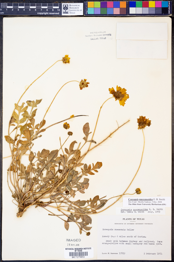 Coreopsis nuecensoides image