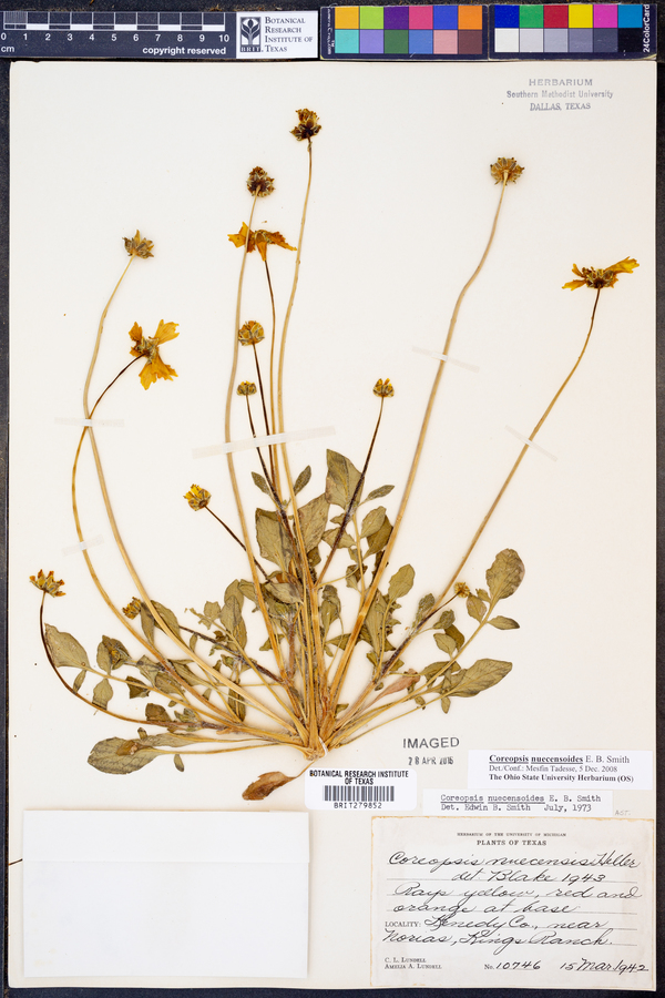 Coreopsis nuecensoides image