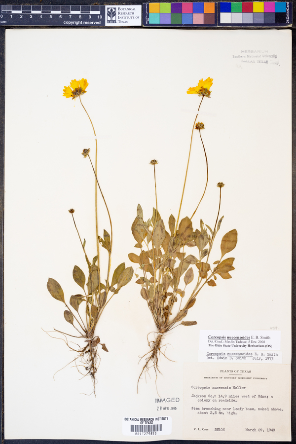 Coreopsis nuecensoides image