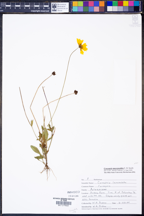 Coreopsis nuecensoides image