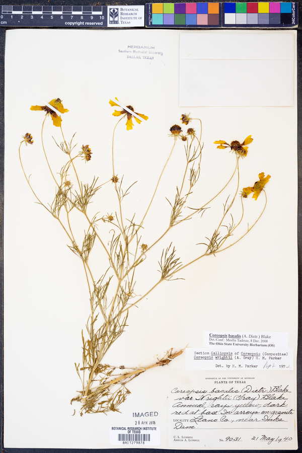 Coreopsis basalis image