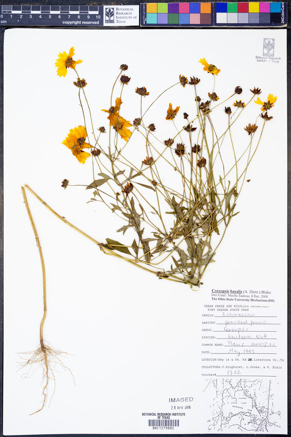 Coreopsis basalis image