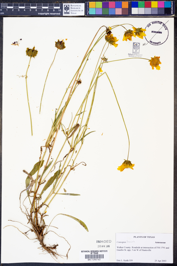 Coreopsis lanceolata image