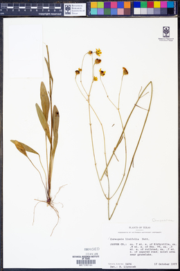 Image of Coreopsis linifolia