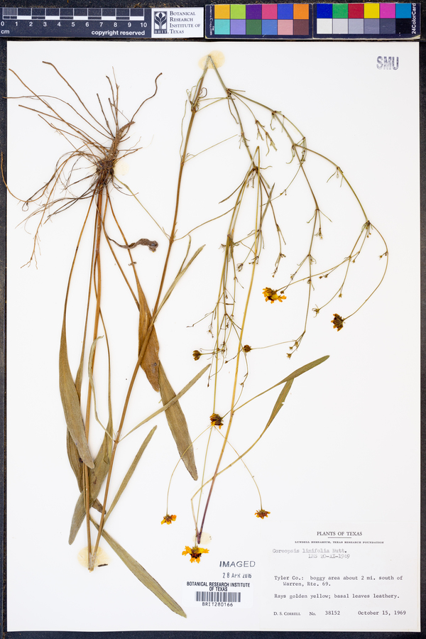 Coreopsis linifolia image