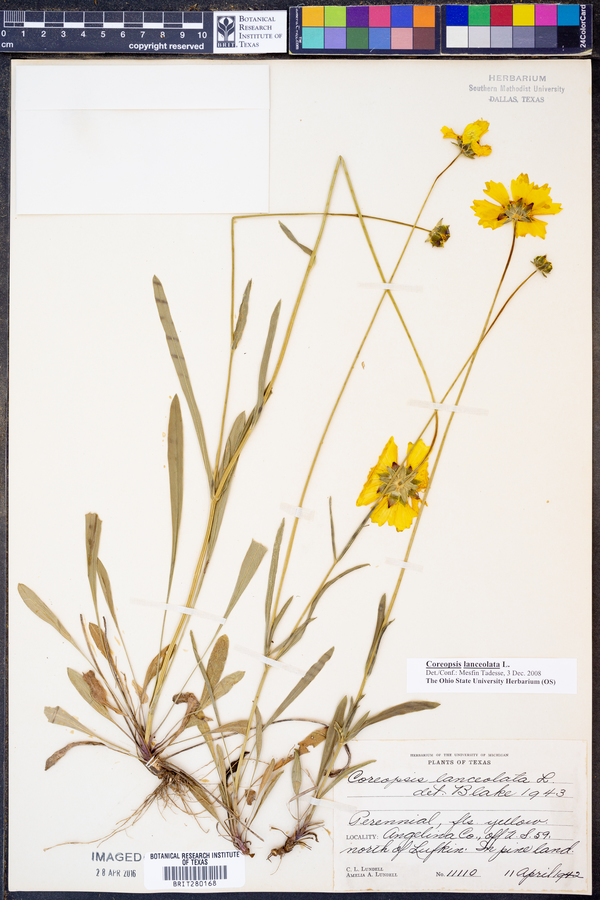 Coreopsis lanceolata image