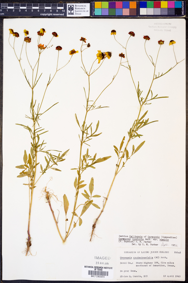 Coreopsis tinctoria var. similis image