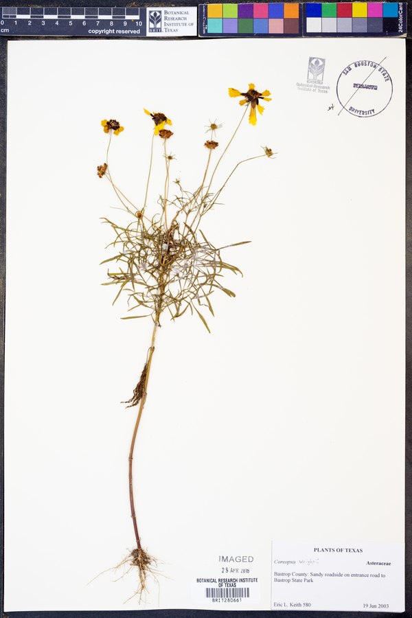 Coreopsis wrightii image