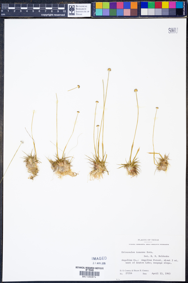 Eriocaulon image