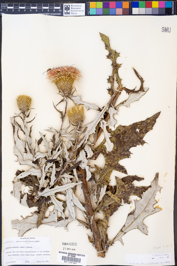 Cirsium altissimum image