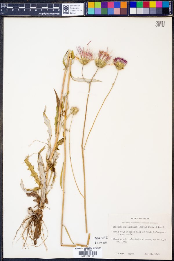 Cirsium carolinianum image
