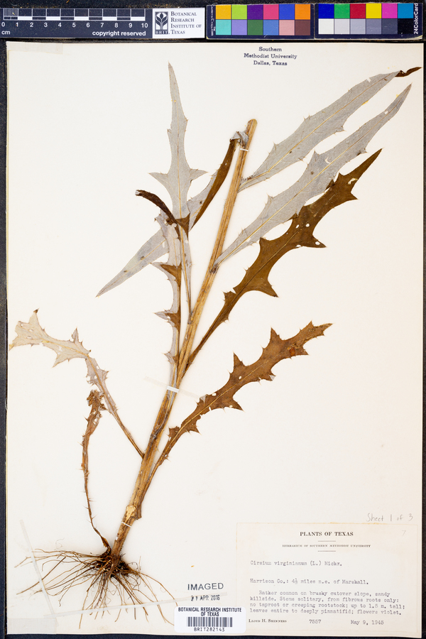 Cirsium virginianum image