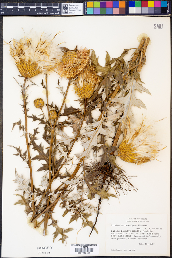 Cirsium terrae-nigrae image