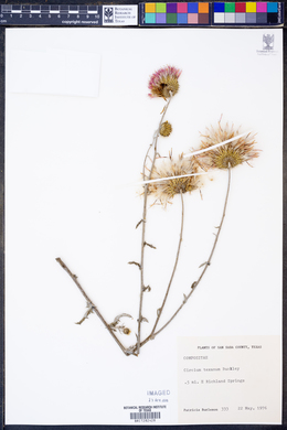 Cirsium texanum image