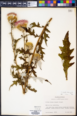 Cirsium discolor image