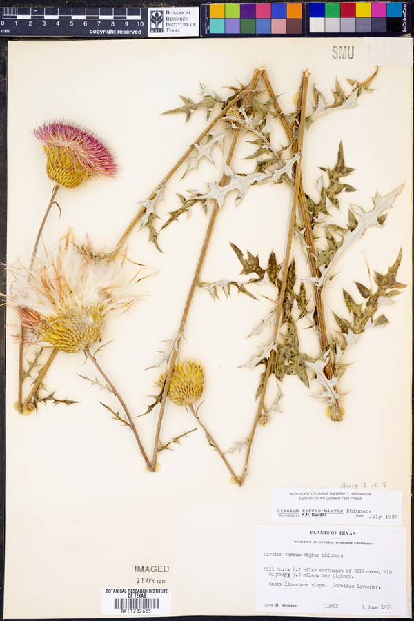 Cirsium terraenigrae image