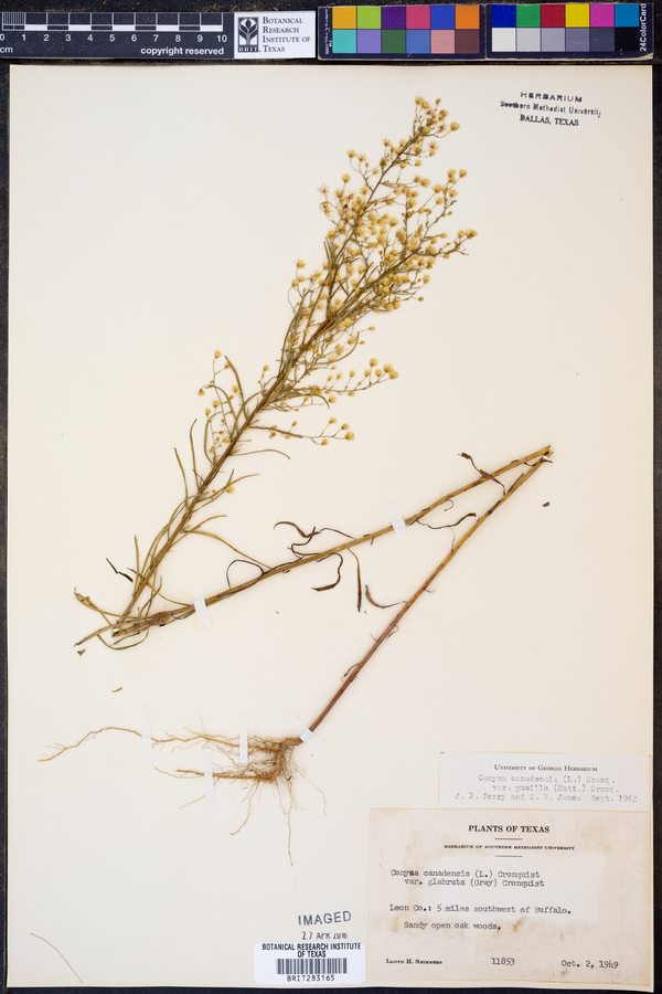 Conyza canadensis var. pusilla image