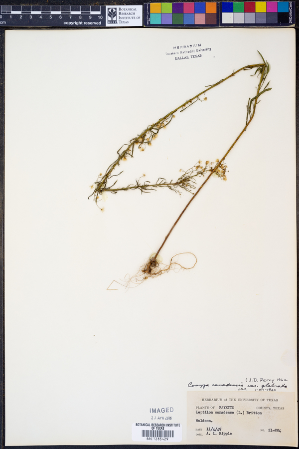 Conyza canadensis var. glabrata image