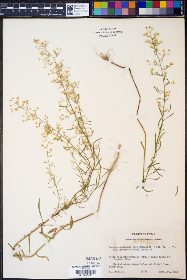 Conyza canadensis var. glabrata image
