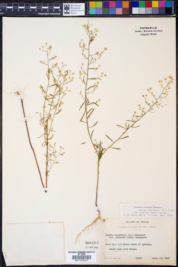 Conyza canadensis var. pusilla image
