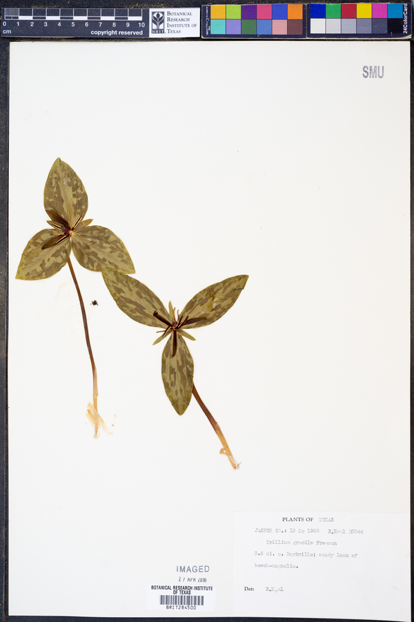 Trillium gracile image