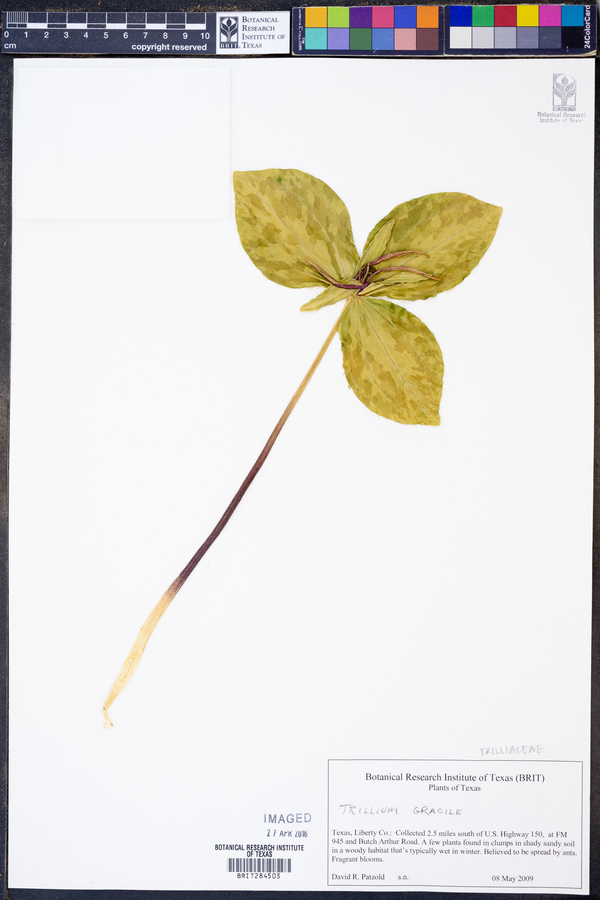 Trillium gracile image