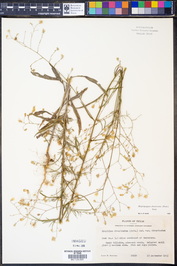Croptilon divaricatum image