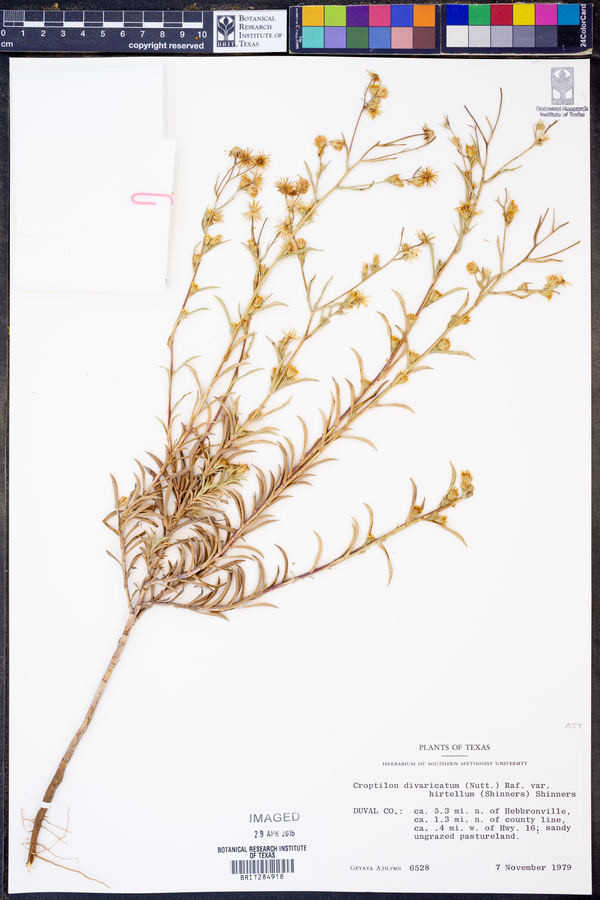 Croptilon divaricatum var. hirtellum image