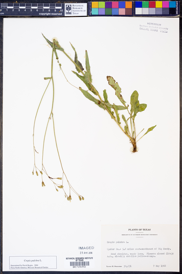 Crepis pulchra image