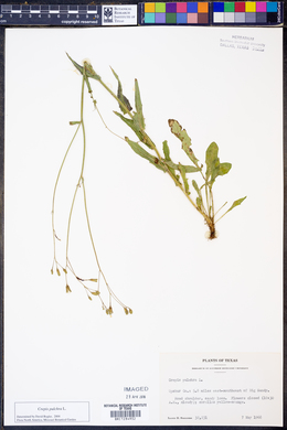 Image of Crepis pulchra