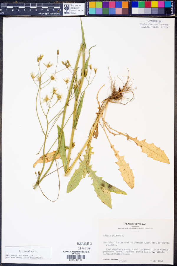 Crepis pulchra image