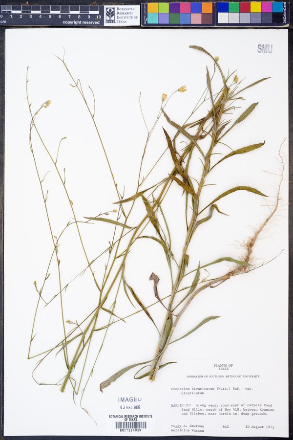 Croptilon divaricatum var. divaricatum image