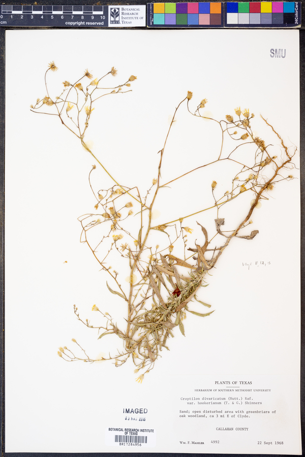 Croptilon divaricatum image