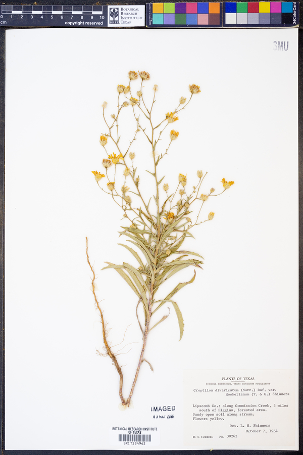 Croptilon divaricatum image