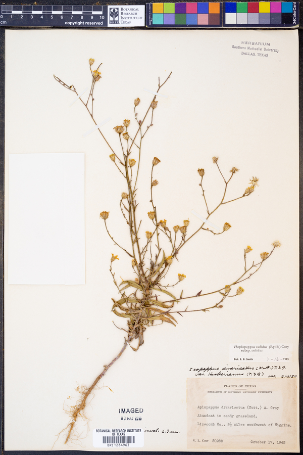 Haplopappus validus subsp. validus image