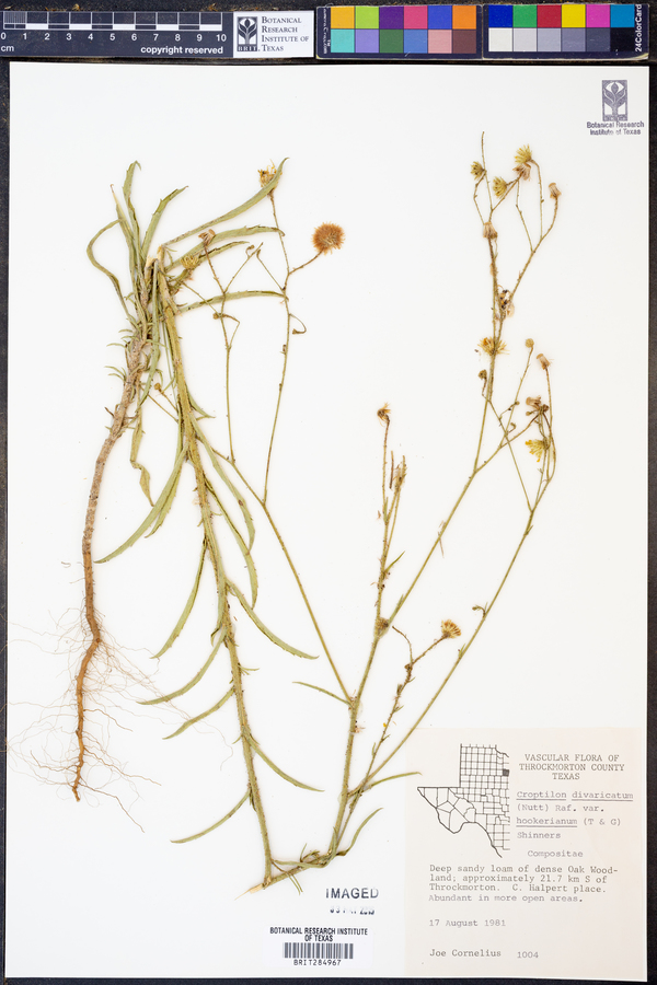 Croptilon divaricatum image