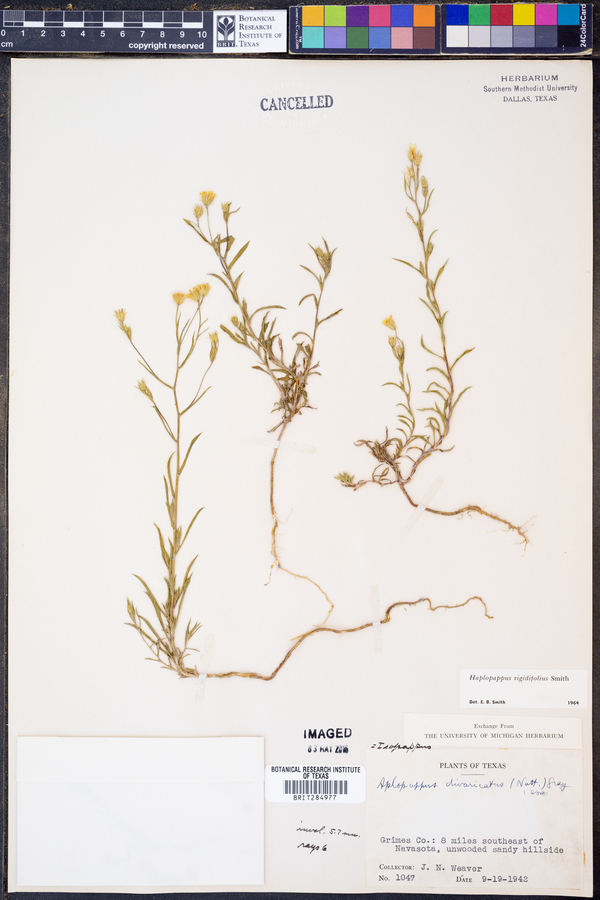 Haplopappus rigidifolius image