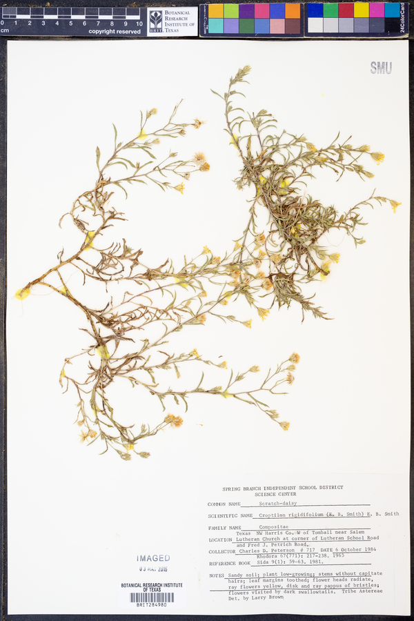 Croptilon rigidifolium image